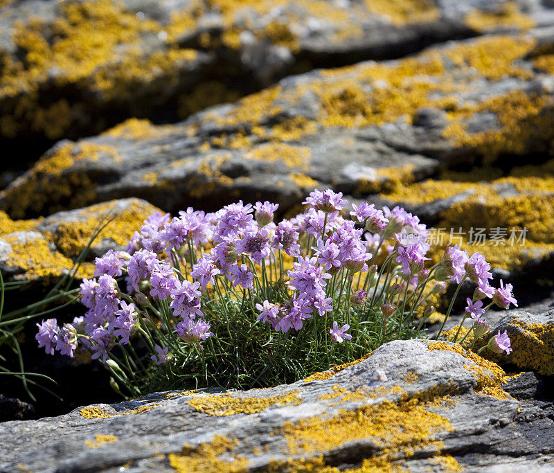 节俭或海粉(Armeria maritima)